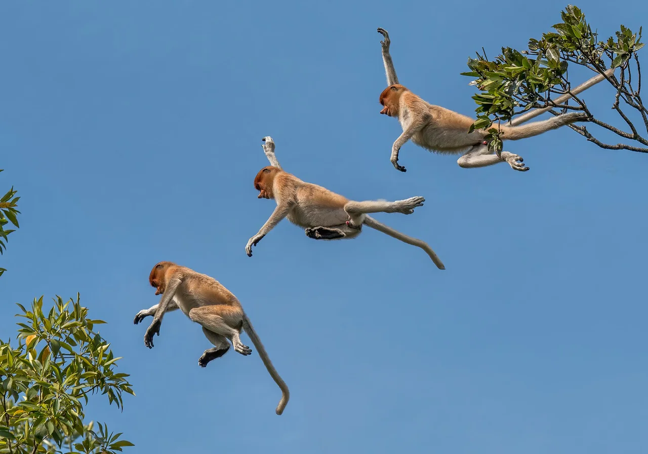 Proboscis Monkey — monkey species