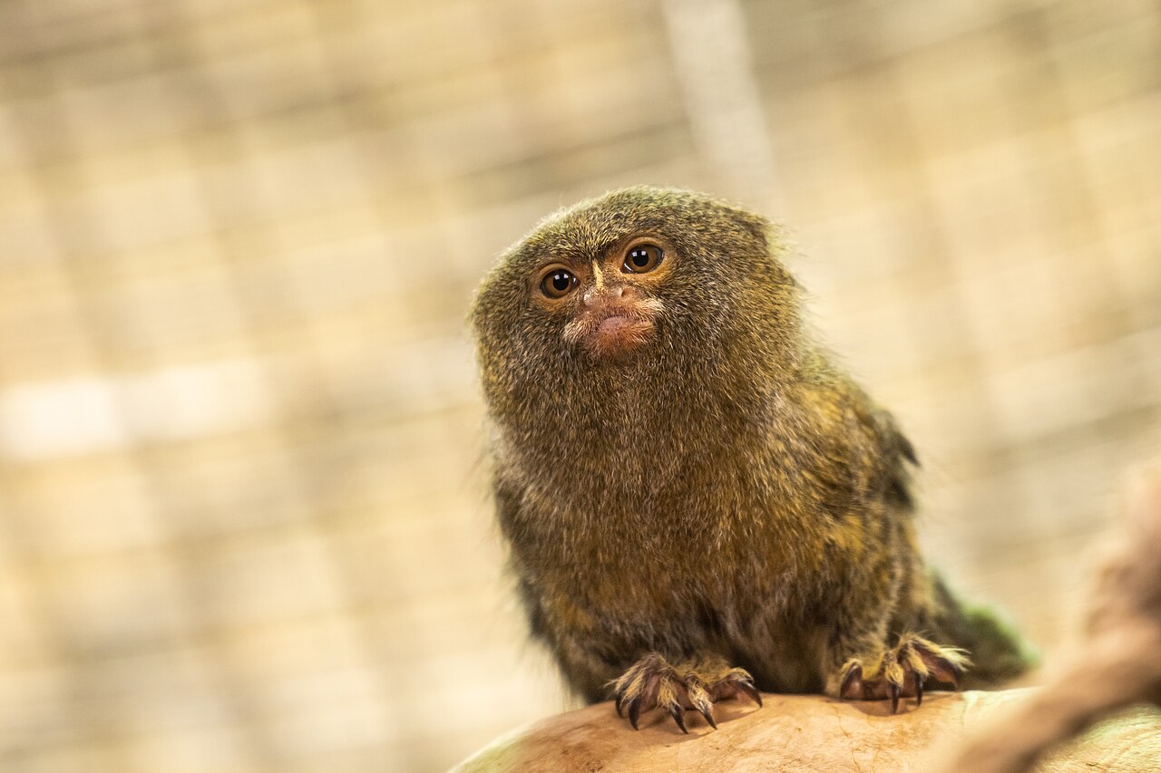 Pygmy Marmoset — monkey species
