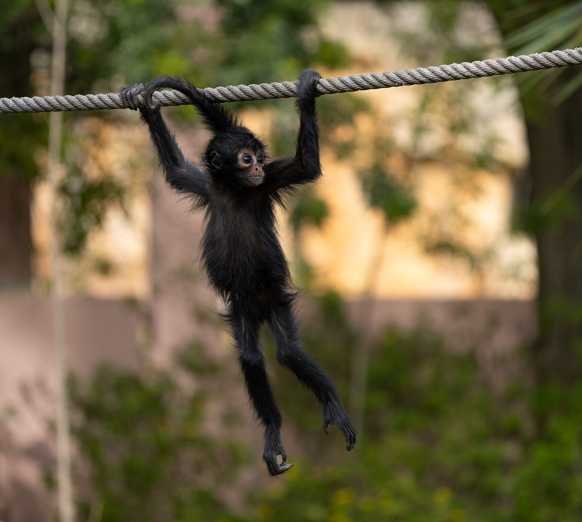Spider Monkey — monkey species