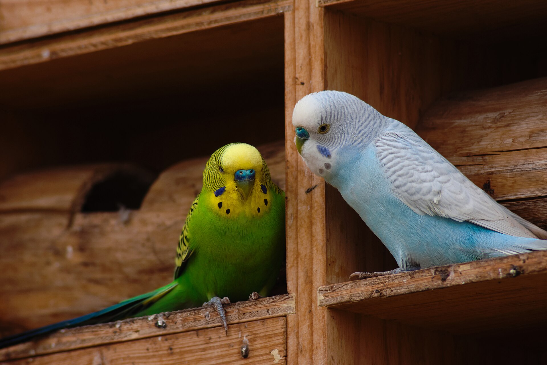 Budgerigar parrot — The world's most familiar small parakeet — wild flocks still cross the Outback.