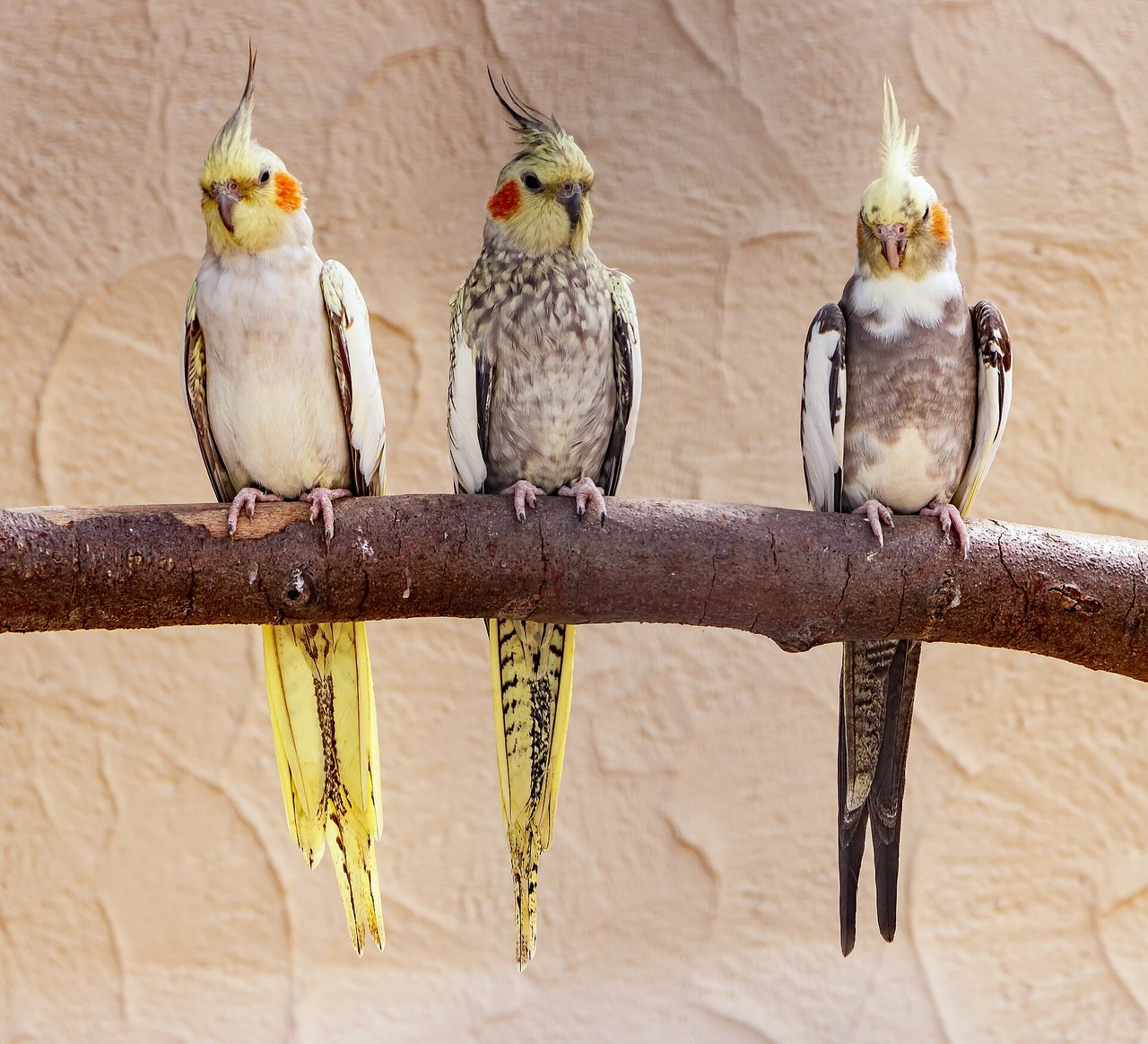 Cockatiel — parrot species
