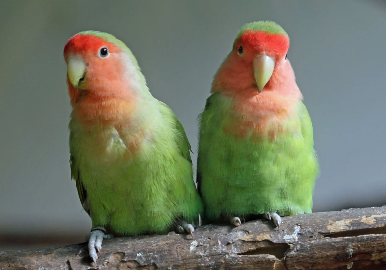Peach-faced Lovebird — parrot species