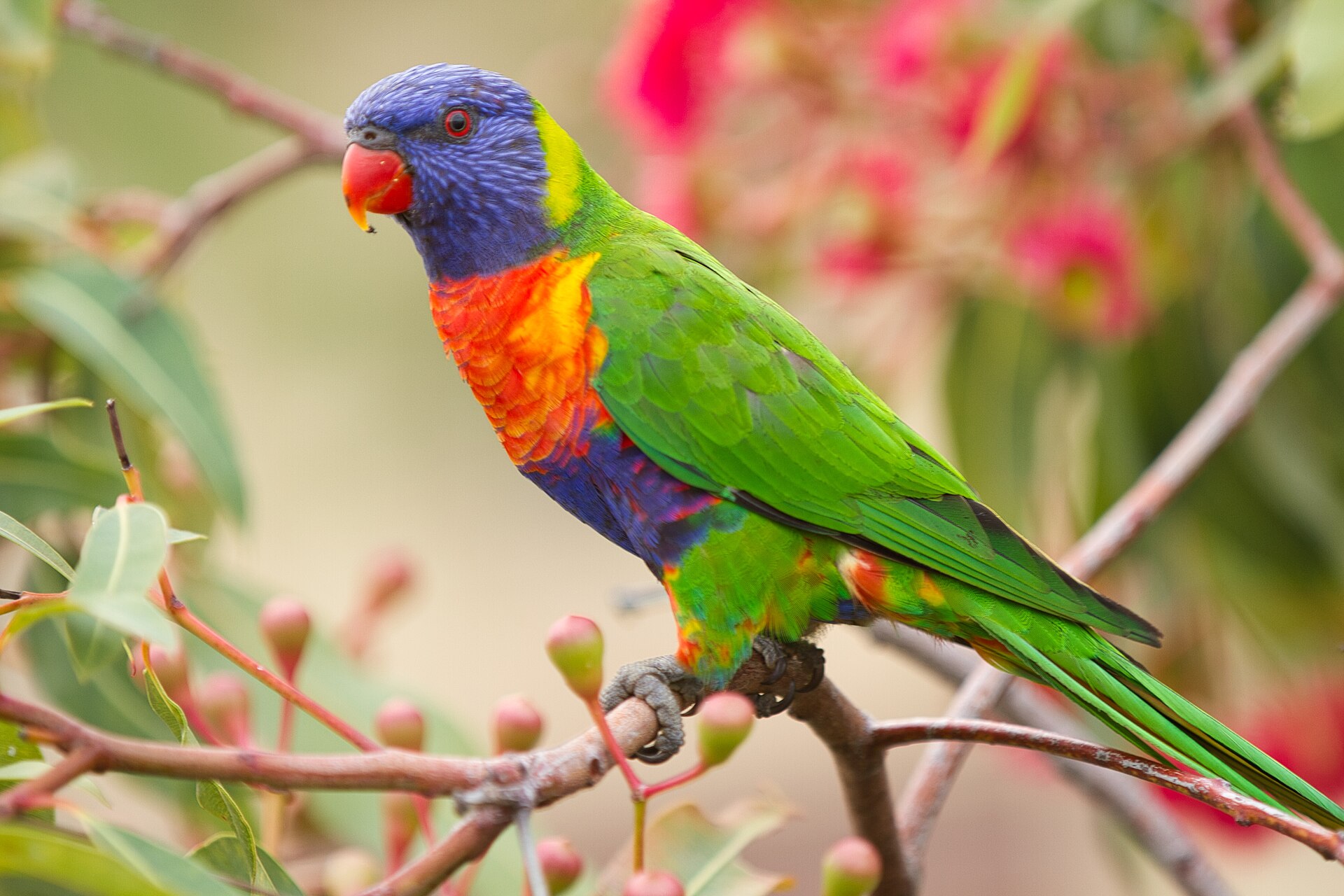 Rainbow Lorikeet — parrot species