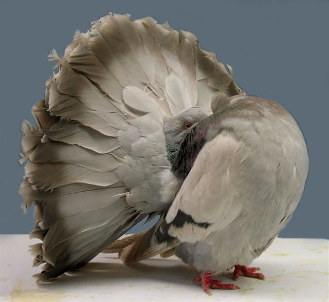 Fantail pigeon — An ornamental breed whose 30–40 tail feathers fan upright like a peacock's.