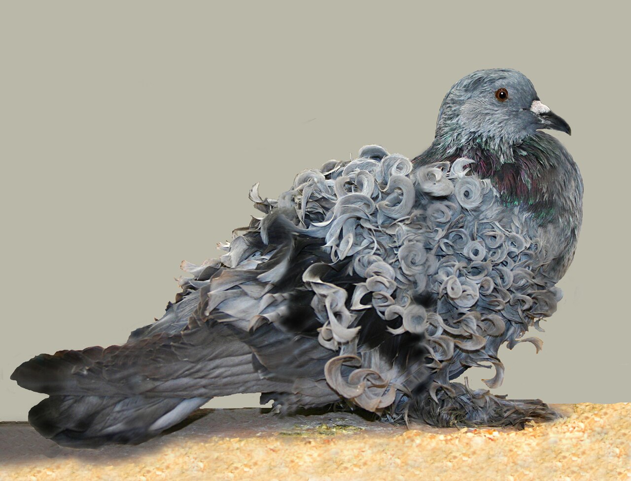 Frillback — pigeon breed