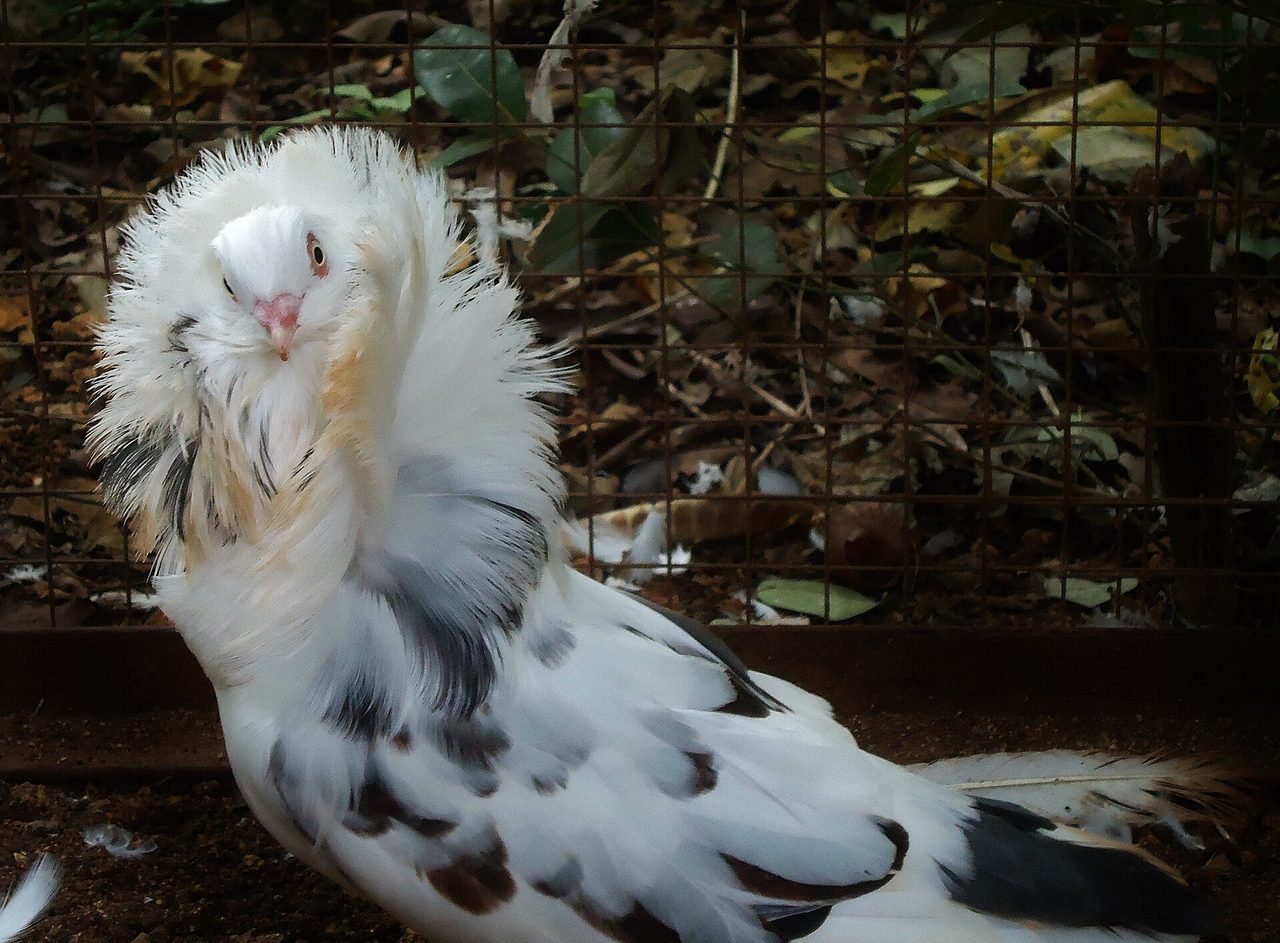 Jacobin pigeon — Famous for a feathered 'hood' that forms a cowl right around the head.
