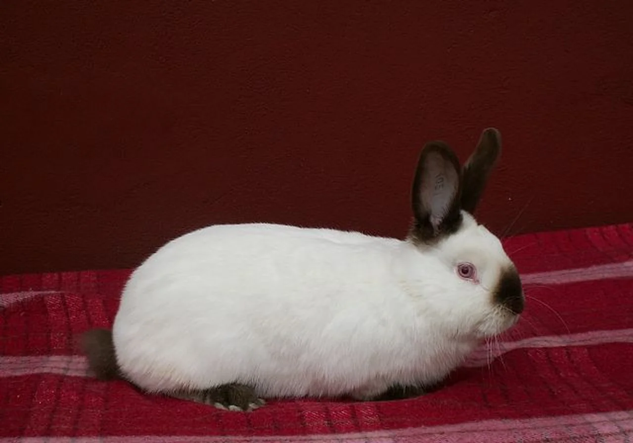 Californian — rabbit breed