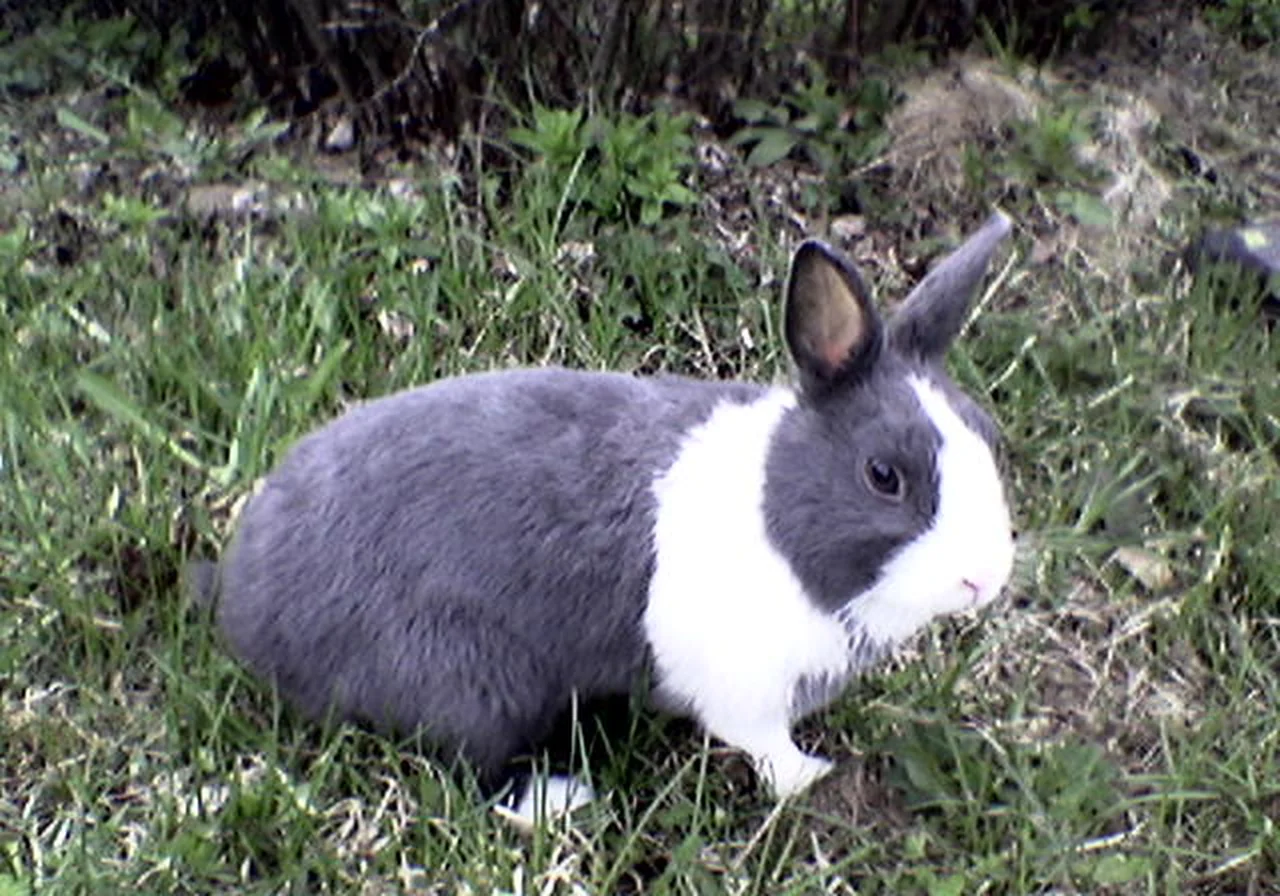 Dutch rabbit — Classic white blaze and coloured saddle — a compact show favourite.