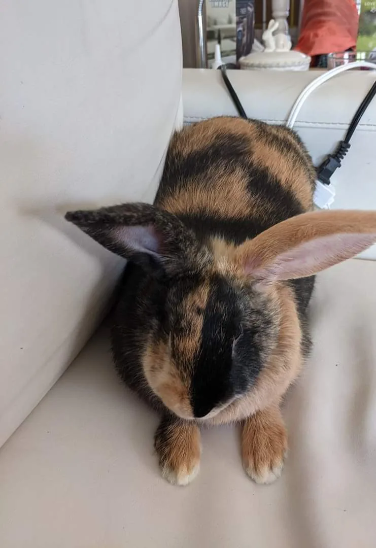 Harlequin rabbit — Bold alternating colour pattern prized on the show table.