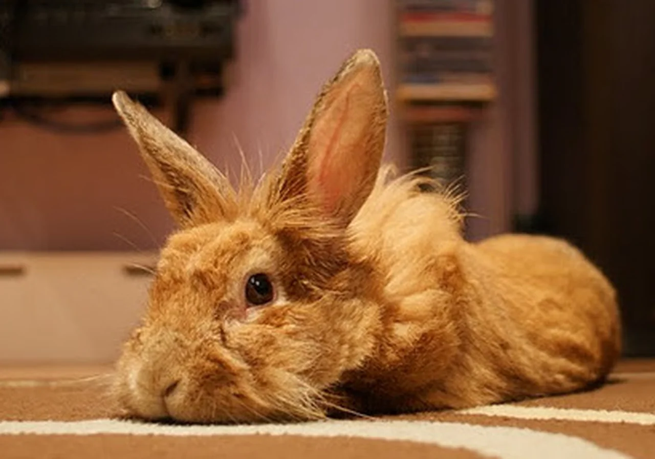 Lionhead rabbit — Named for its wool mane — a small, charismatic breed that photographs beautifully.