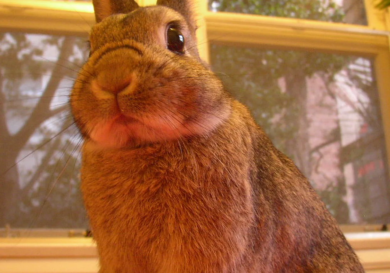 Netherland Dwarf — rabbit breed