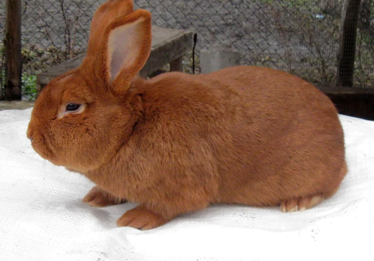 New Zealand — rabbit breed