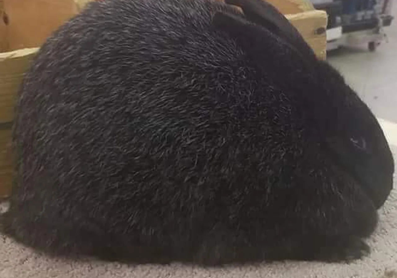 Silver Fox — rabbit breed