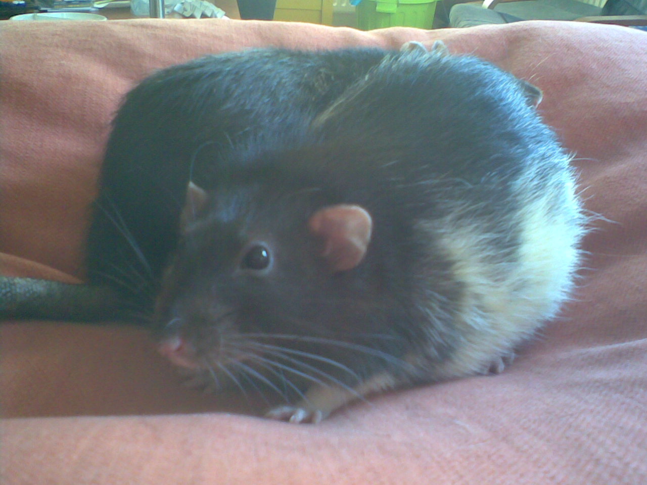 Dumbo — fancy rat variety
