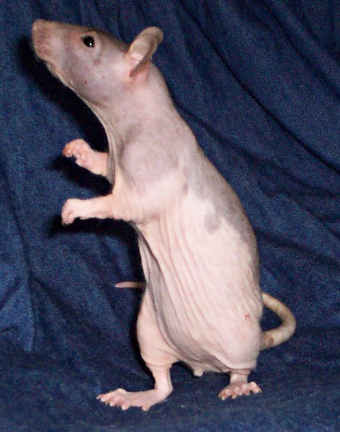 Hairless — fancy rat variety
