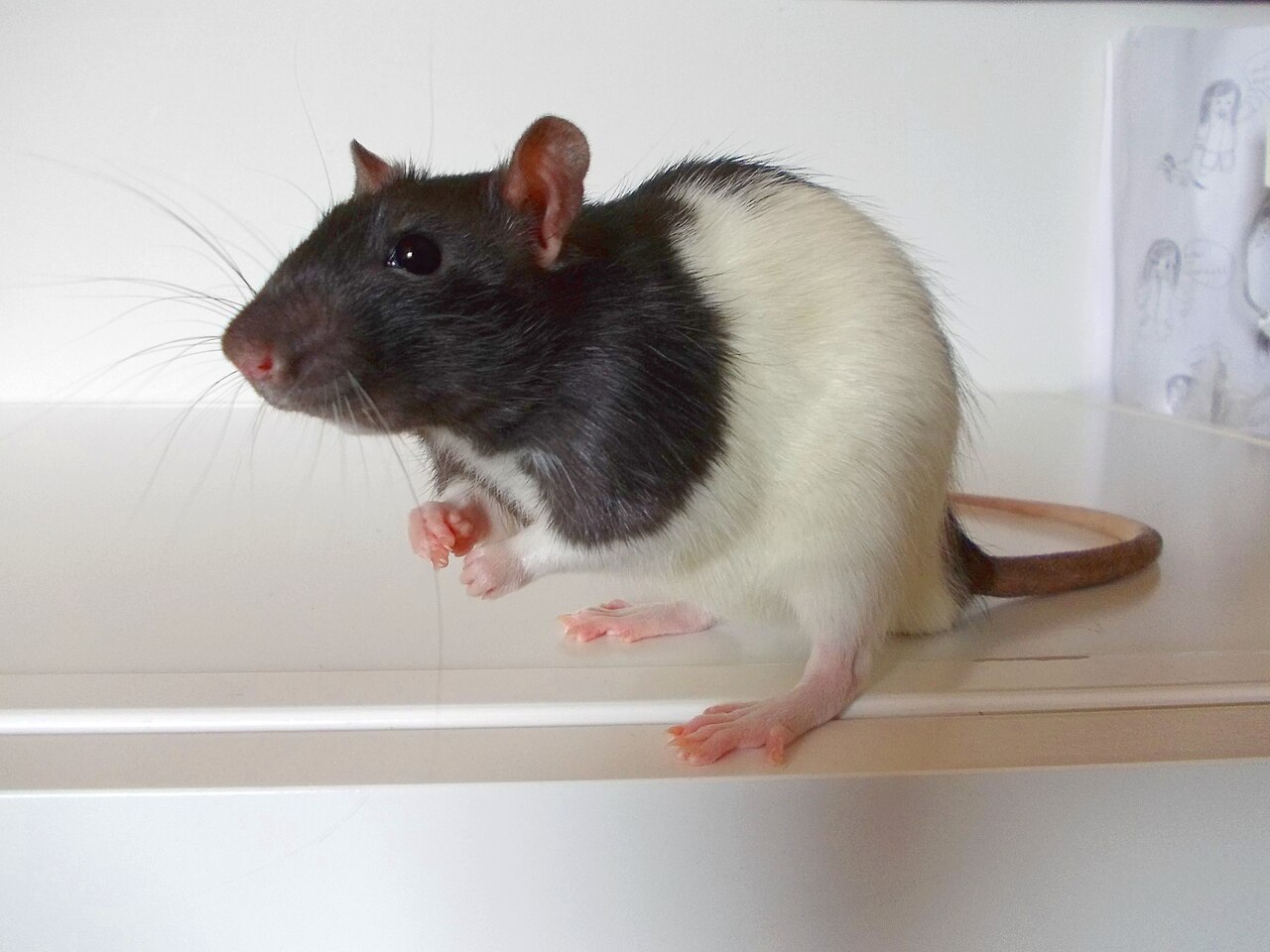 Hooded — fancy rat variety
