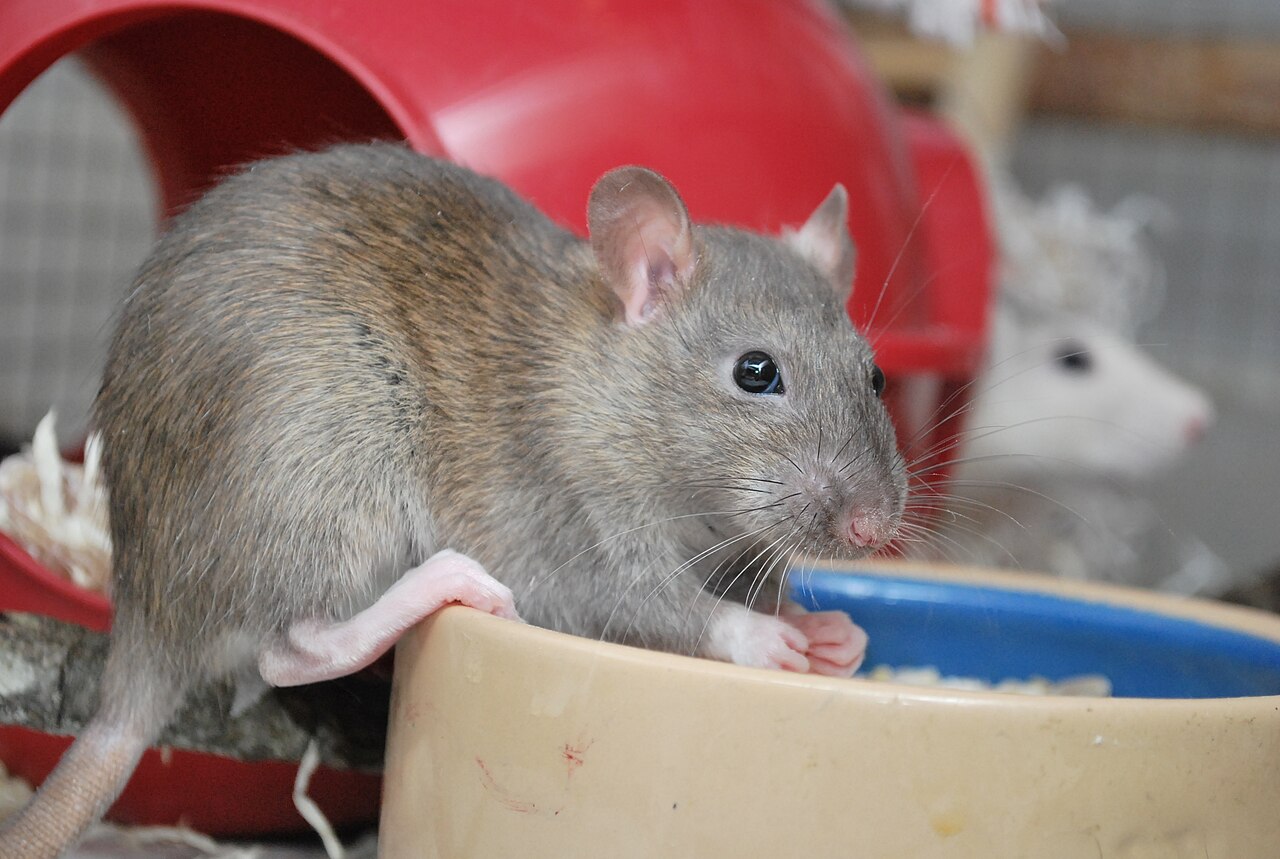 Standard fancy rat — The classic pet rat — short, smooth, glossy coat and upright ears.