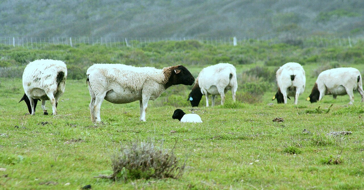 Dorper — sheep breed