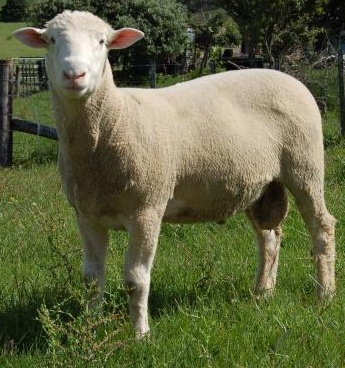 Dorset (Poll Dorset) — sheep breed