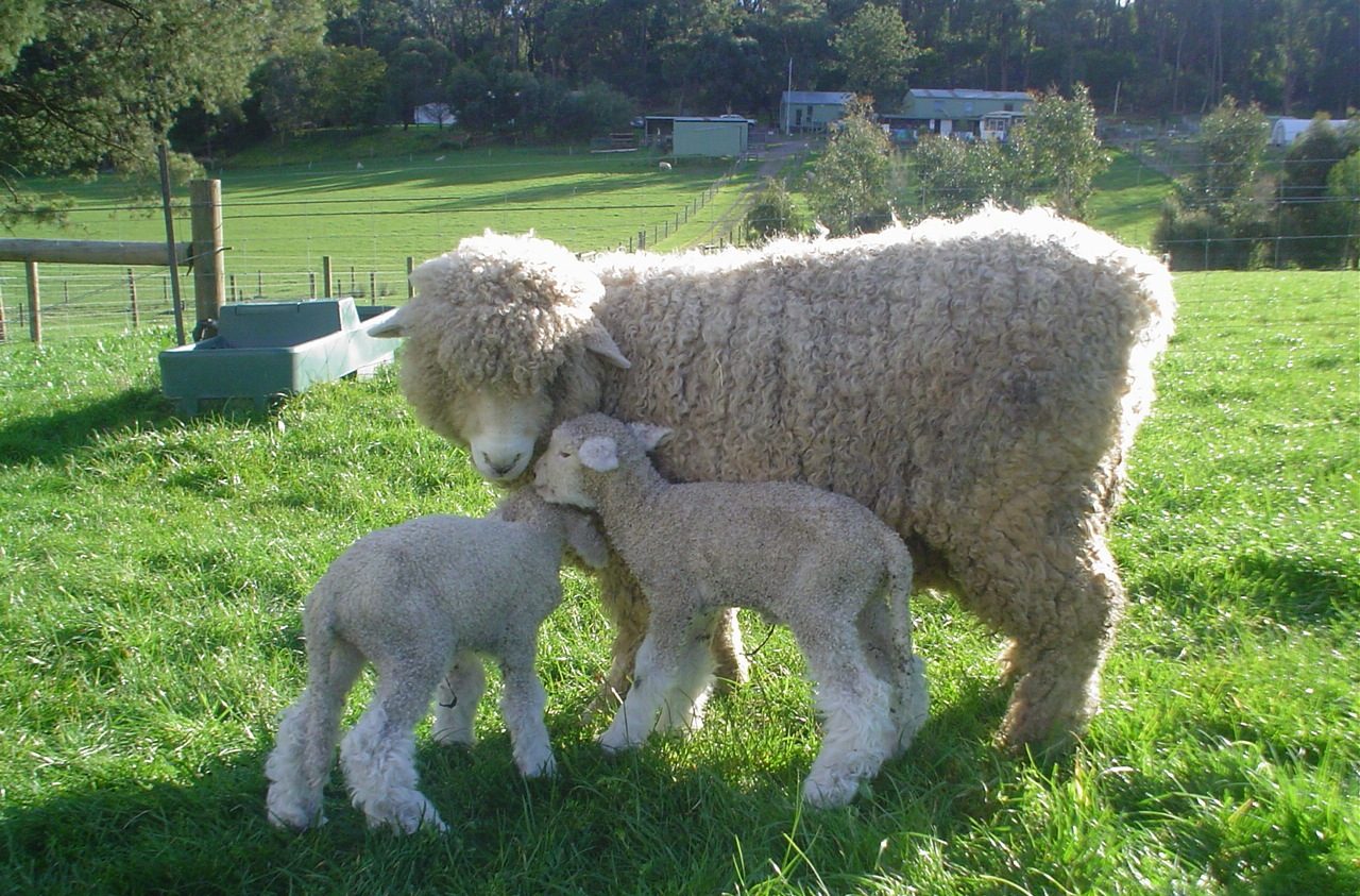 Romney sheep — A long-wool, wet-tolerant breed from the marshes, important in New Zealand farming.