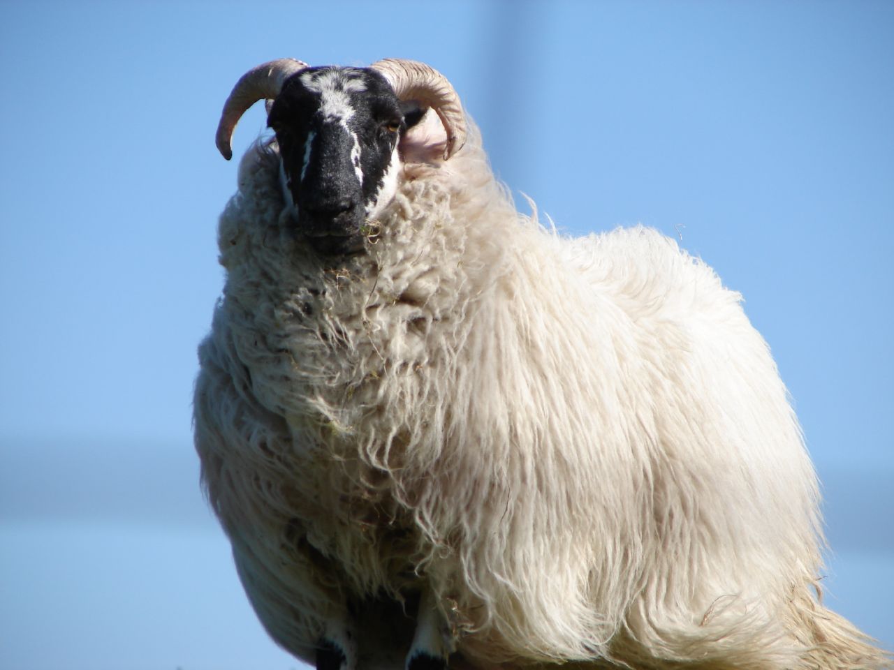 Scottish Blackface — sheep breed