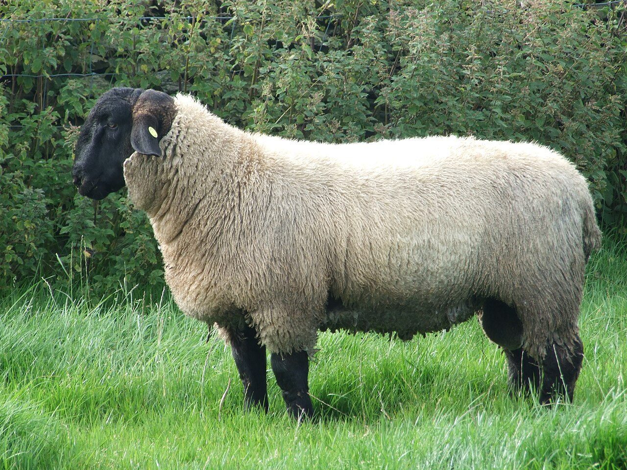 Suffolk — sheep breed