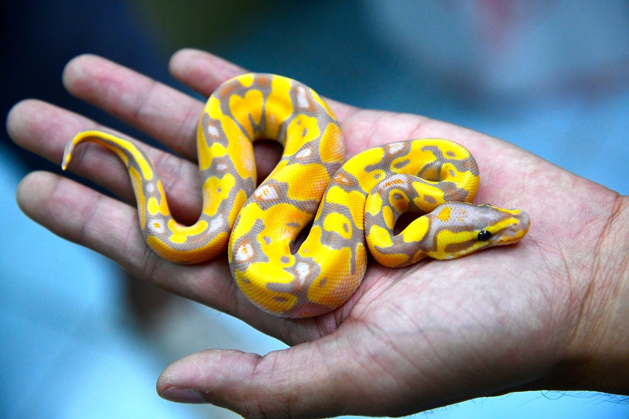 Ball Python snake — The most traded python in the pet industry — named for curling into a tight ball when stressed.