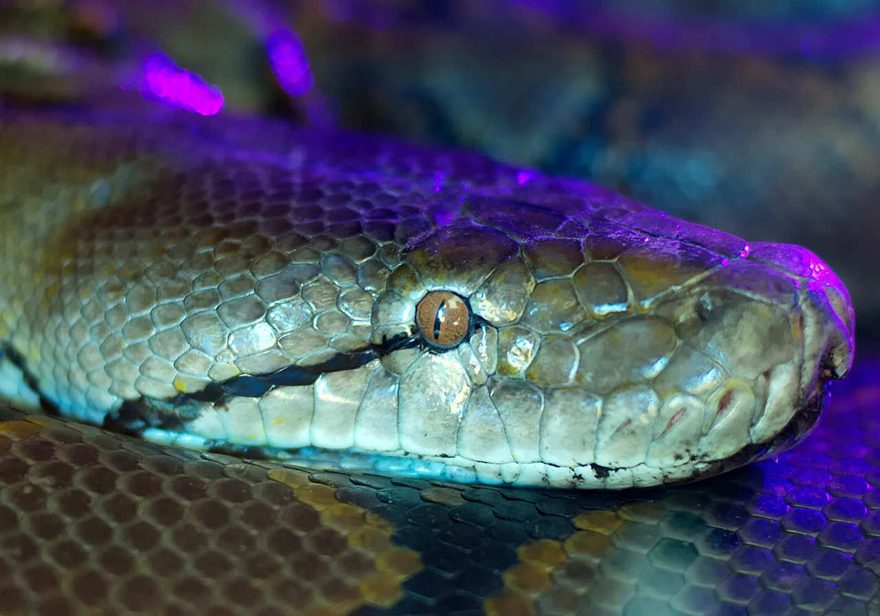 Burmese Python snake — Massive python of Myanmar and Thailand — invasive population in the Everglades.
