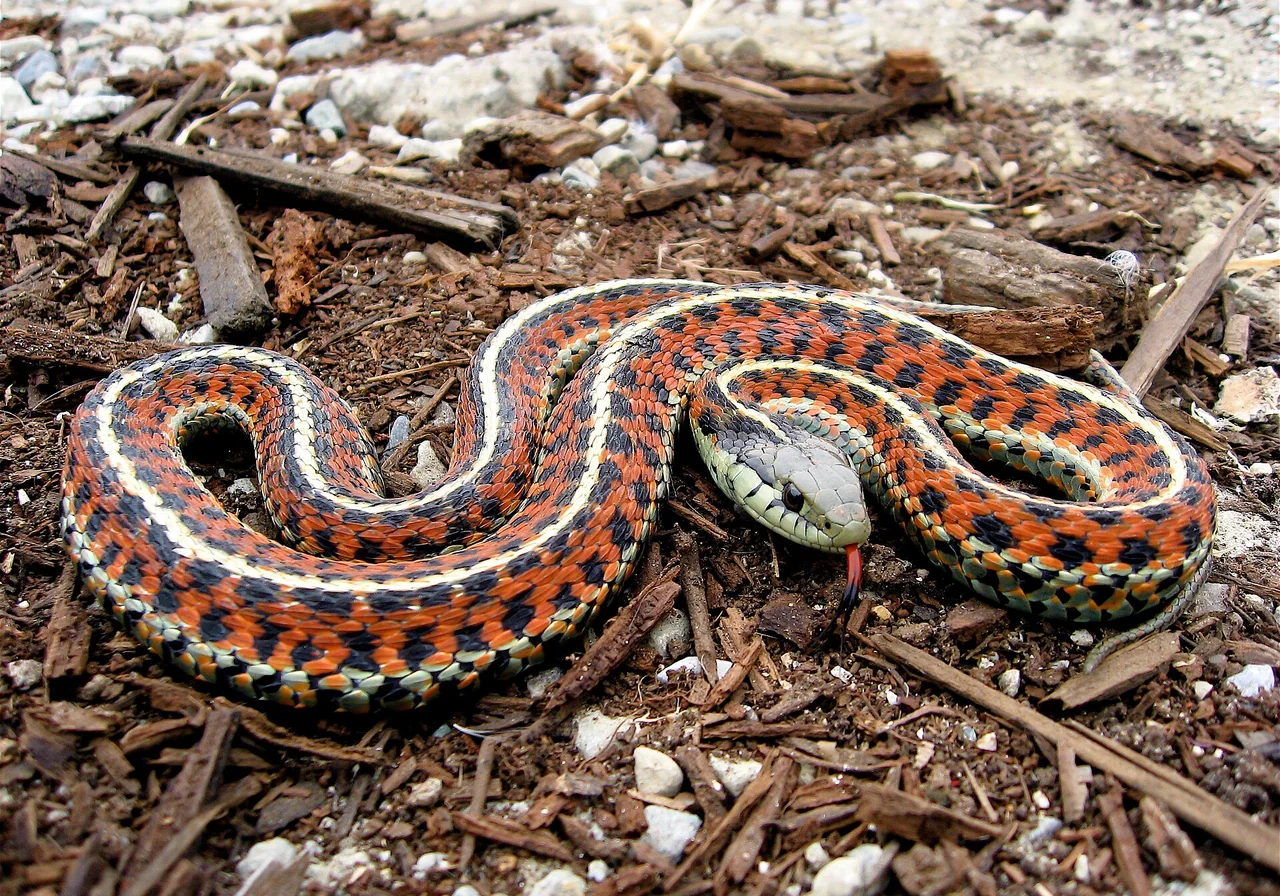Eastern Garter Snake — snake species