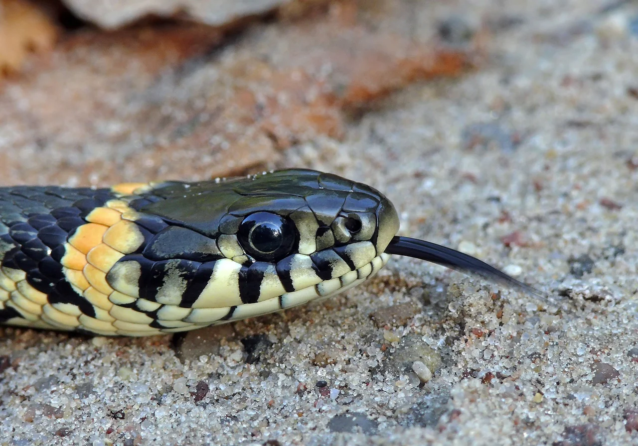 Grass Snake — snake species