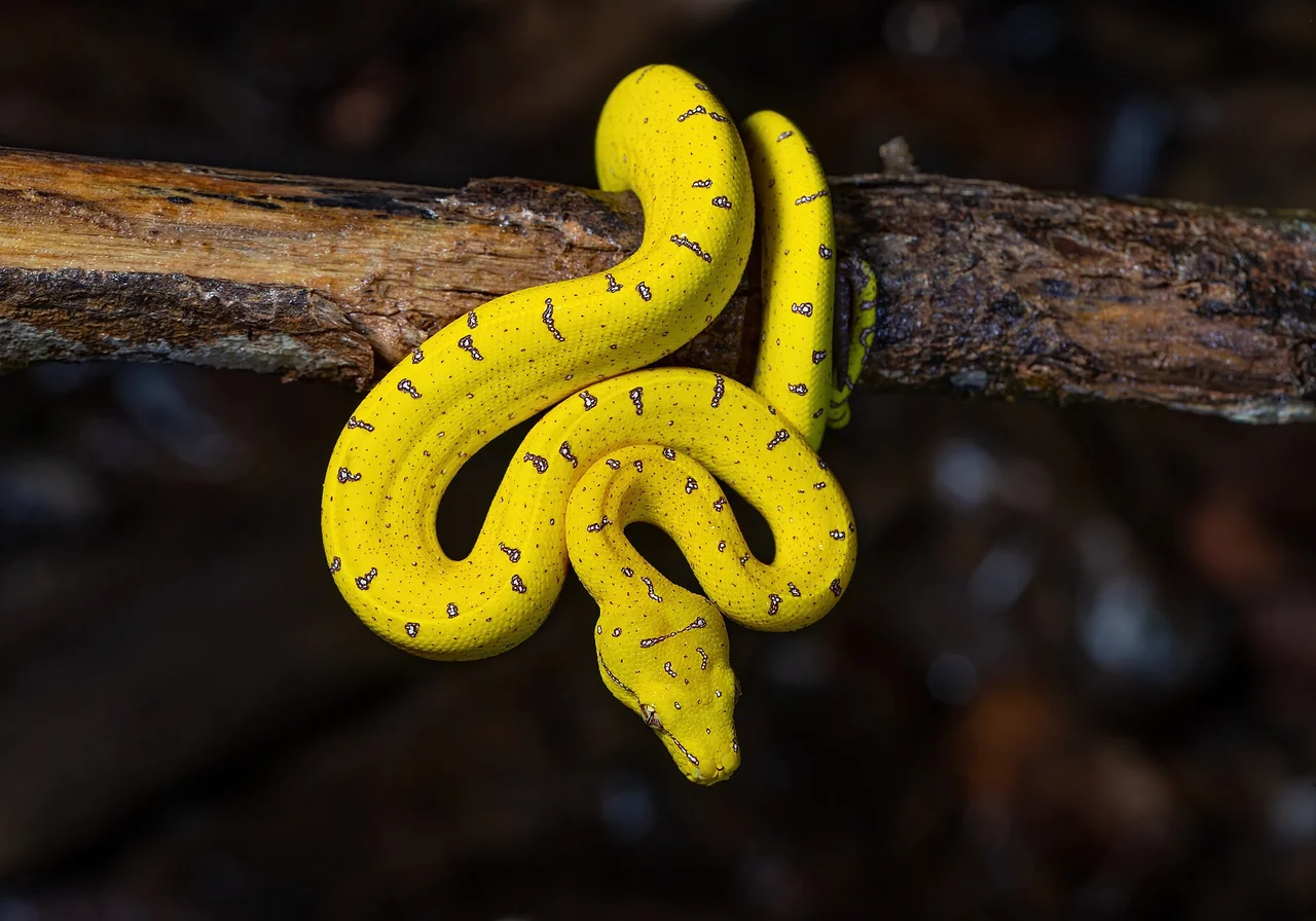 Green Tree Python snake — Emerald coil over rainforest branches — heavily collected for the pet trade.