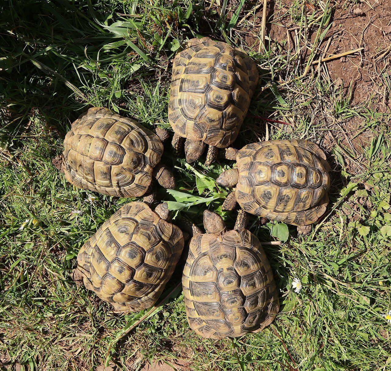 Hermann's Tortoise — tortoise species
