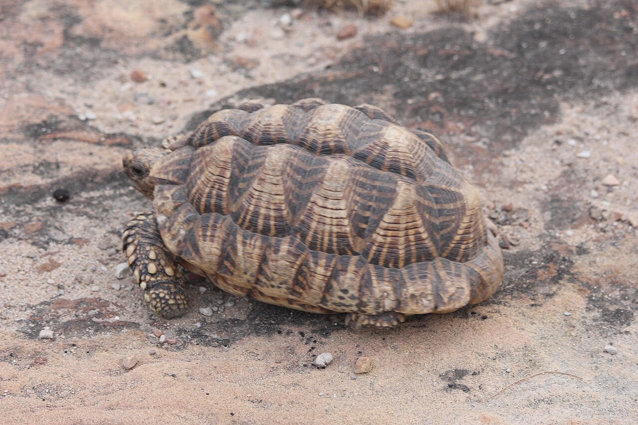 Indian Star Tortoise — tortoise species