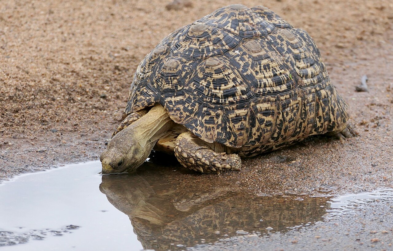 Leopard Tortoise tortoise — A large grassland grazer with a beautifully spotted, high-domed shell.