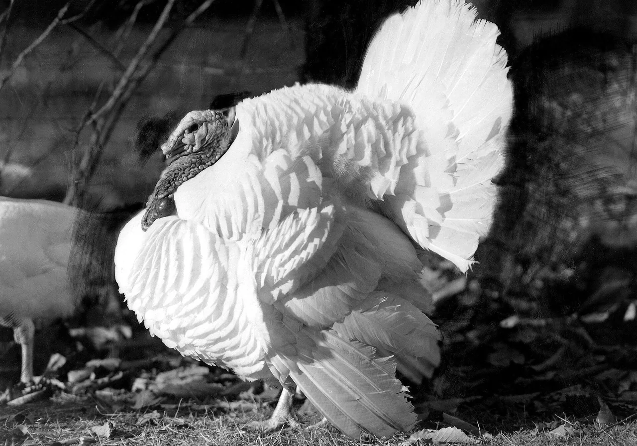 Beltsville Small White — turkey breed