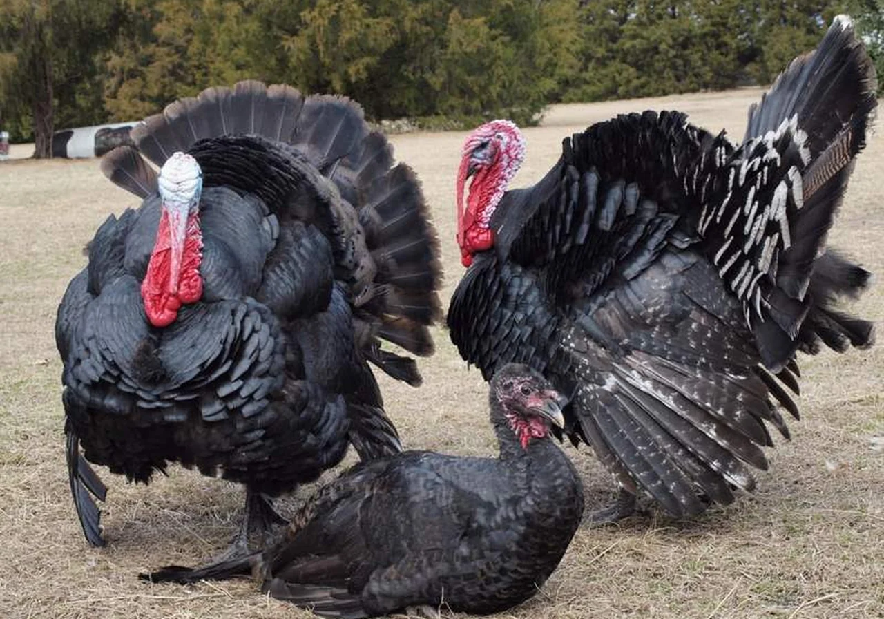 Black Spanish — turkey breed