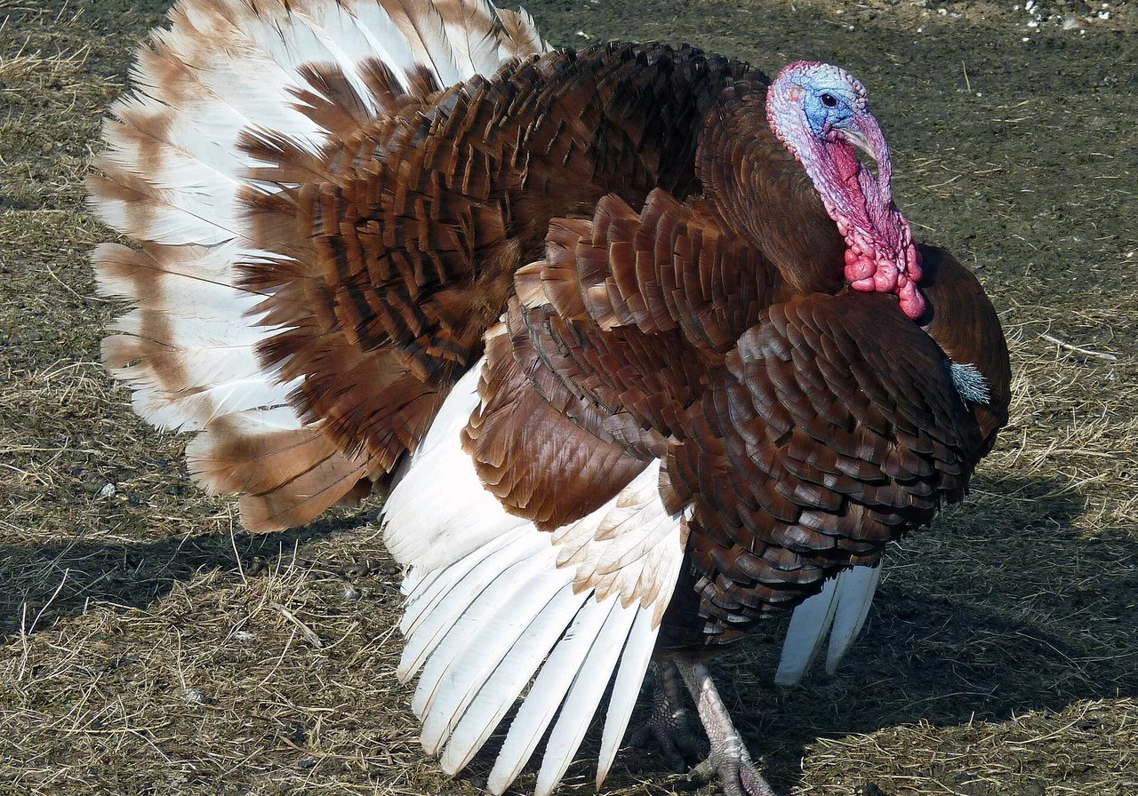 Bourbon Red — turkey breed