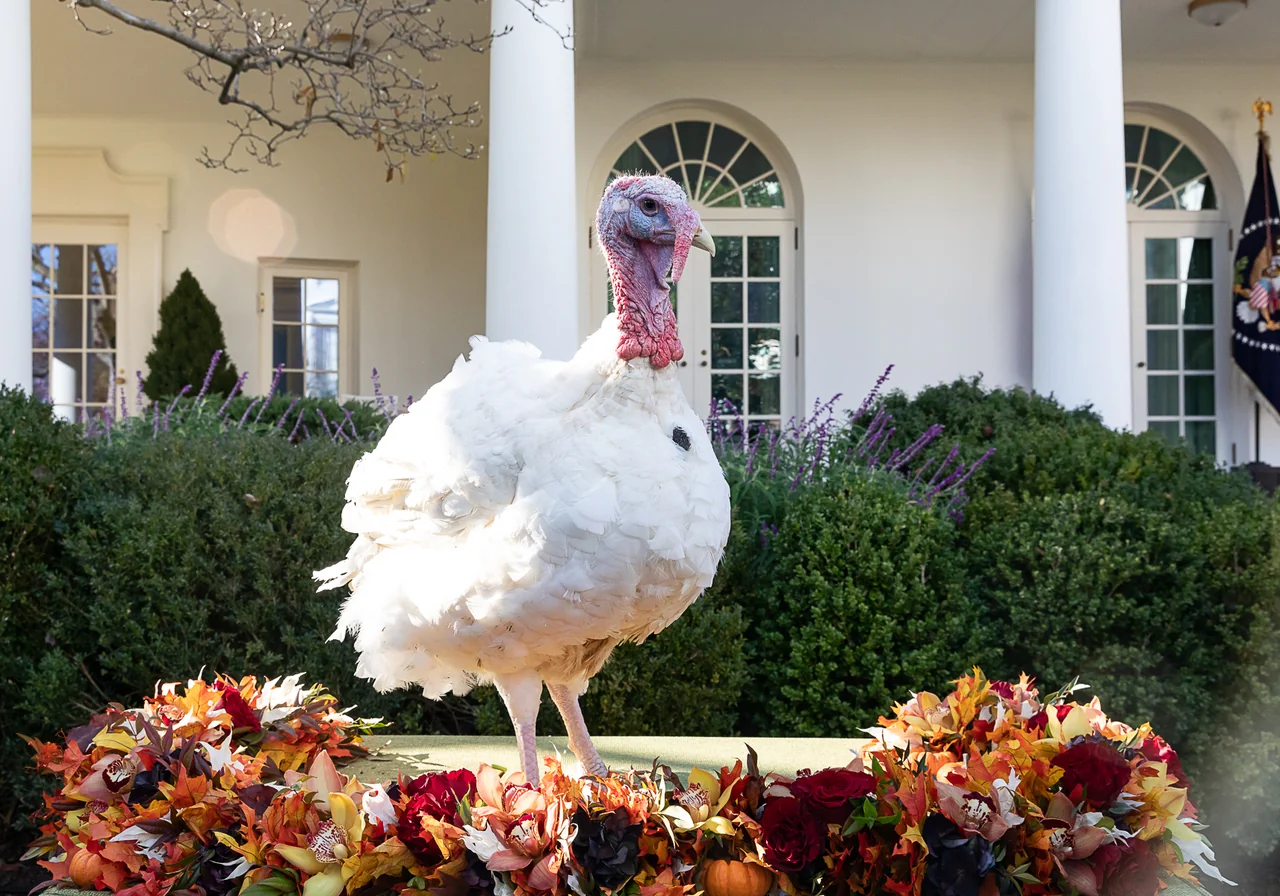 Broad Breasted White — turkey breed