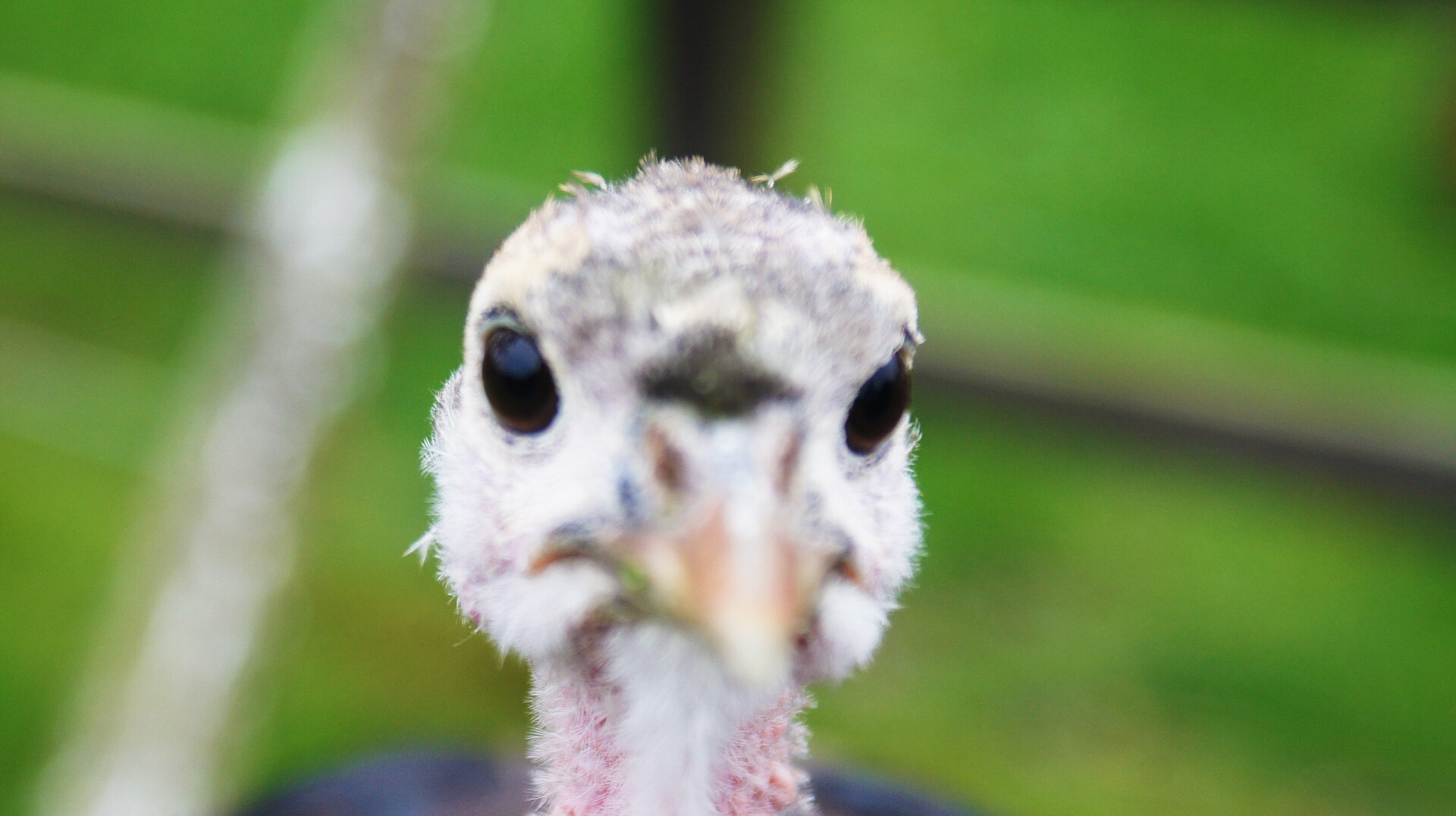 Bronze turkey — Heritage broad-breasted bronze type — the classic American farm turkey.