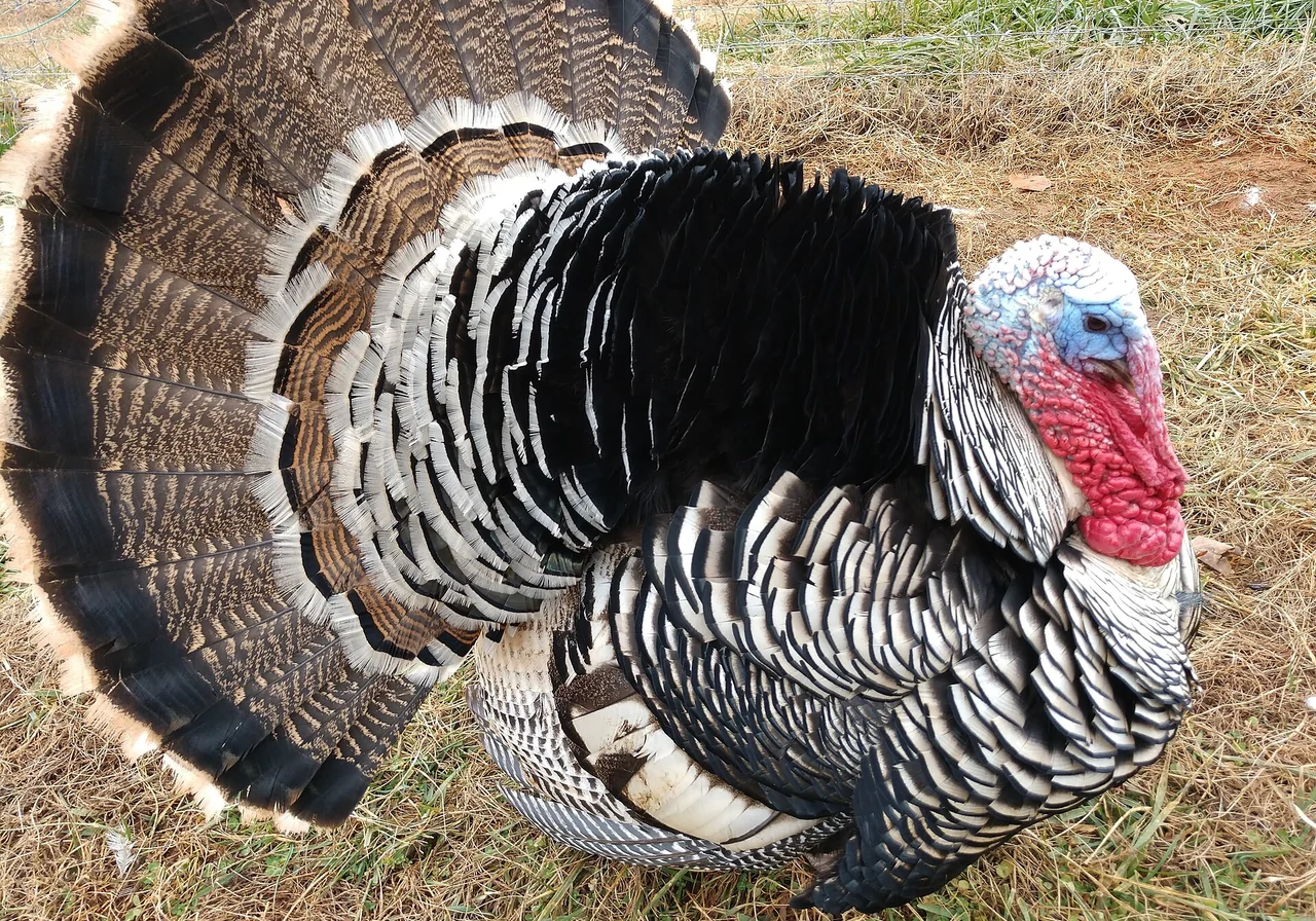 Narragansett — turkey breed