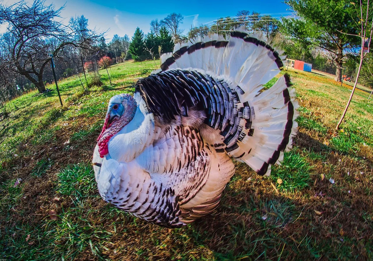 Royal Palm — turkey breed
