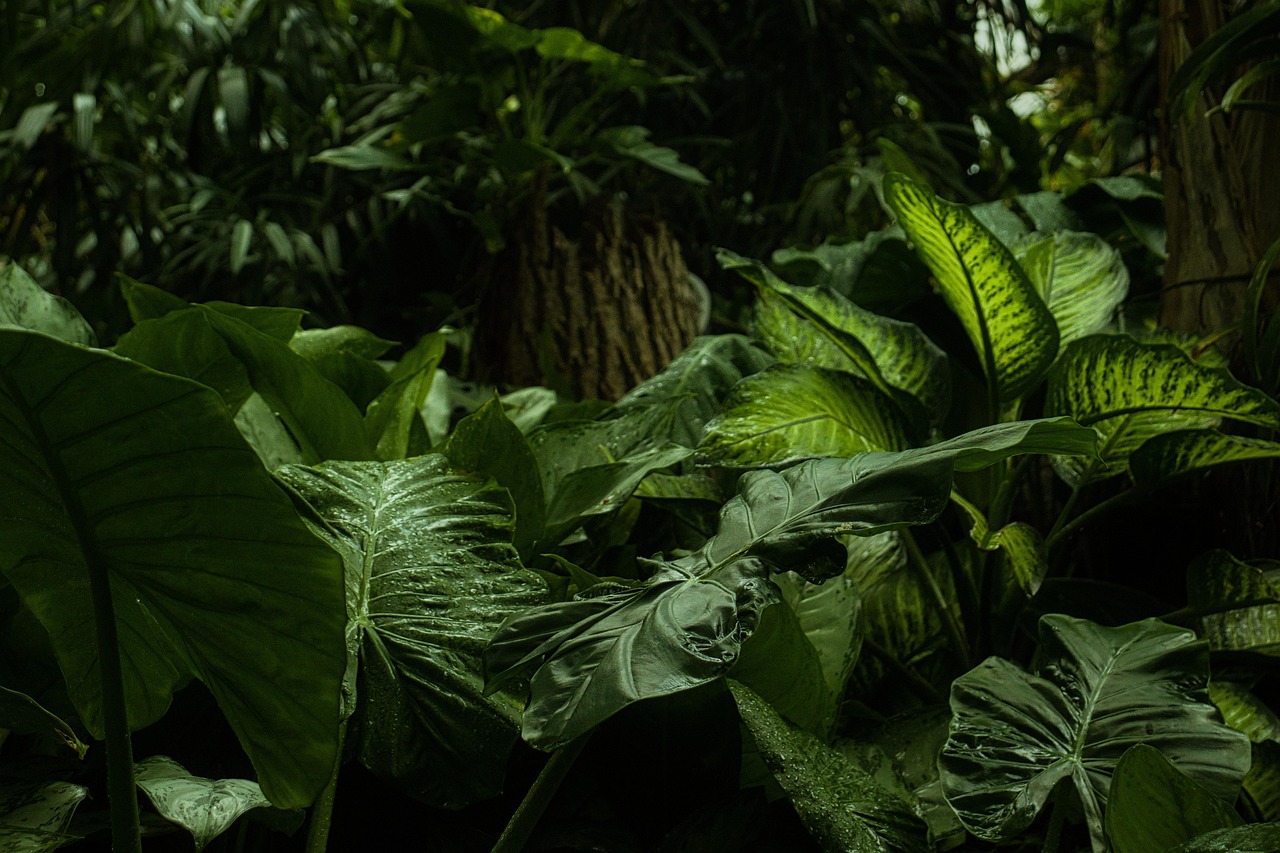 Dense tropical rainforest canopy in Borneo — critical habitat for orangutans and thousands of threatened species