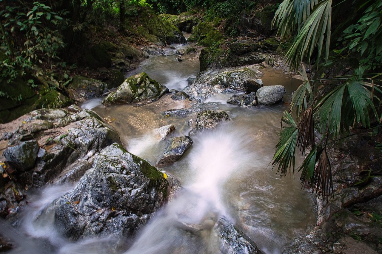 Rainforest river corridor — donation funds partner-led habitat protection