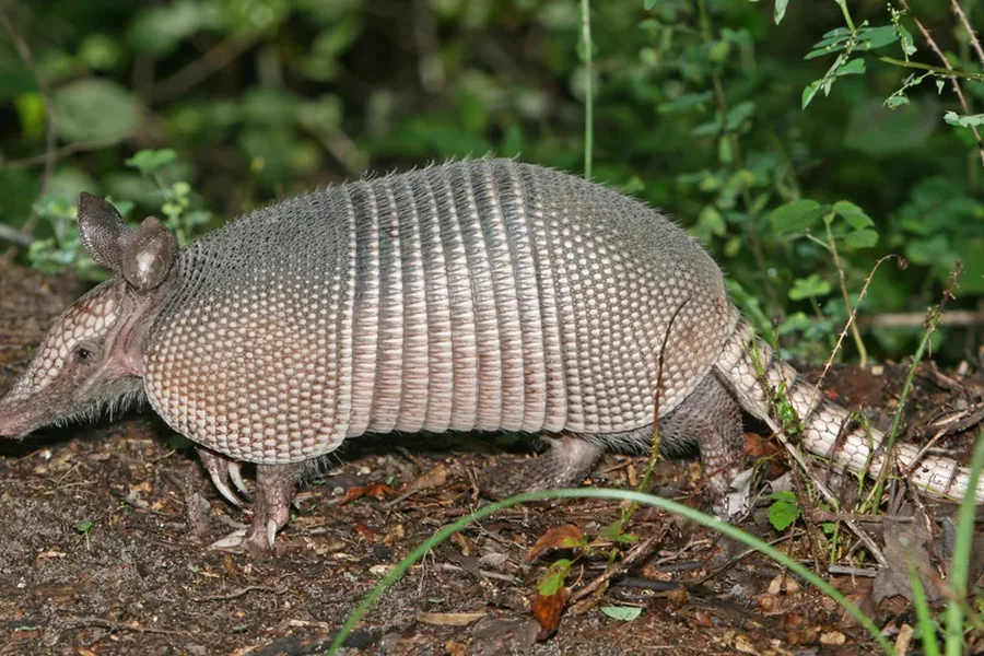 Armadillo: bony armour plates.