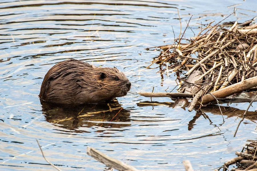 Beaver: aquatic paddle-tailed rodent.