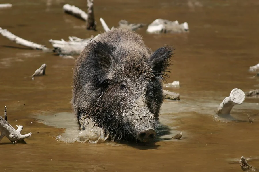 Boar: wild Sus form.
