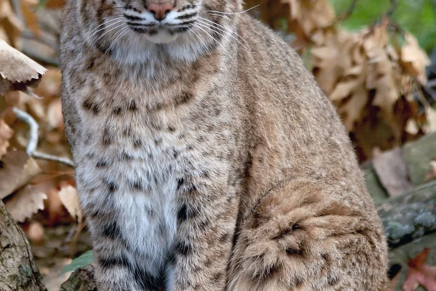 Bobcat with shorter ear tufts and spotted coat.