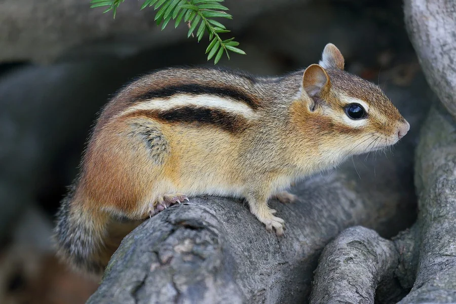 Chipmunk with bold face stripes and cheek pouches.