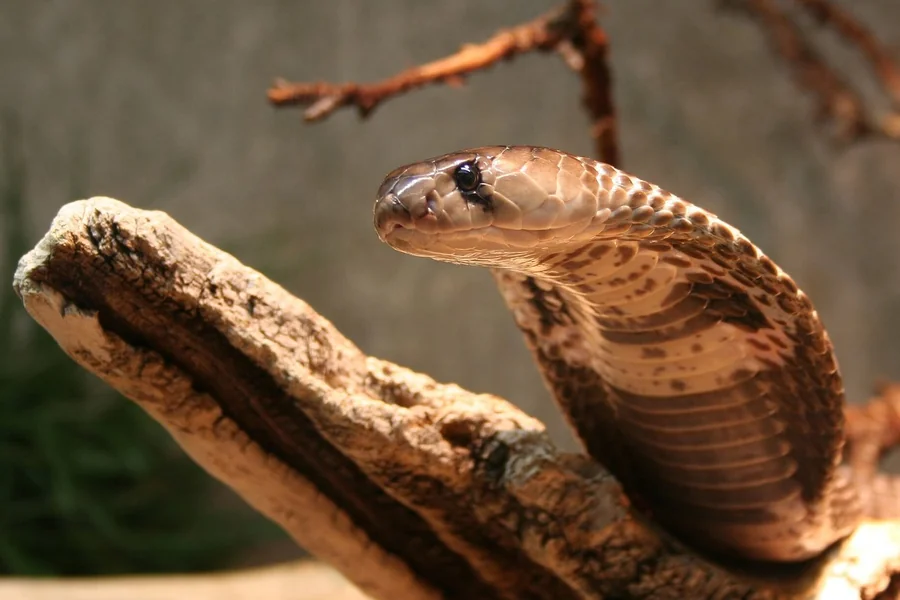 Cobra: hooded elapid.