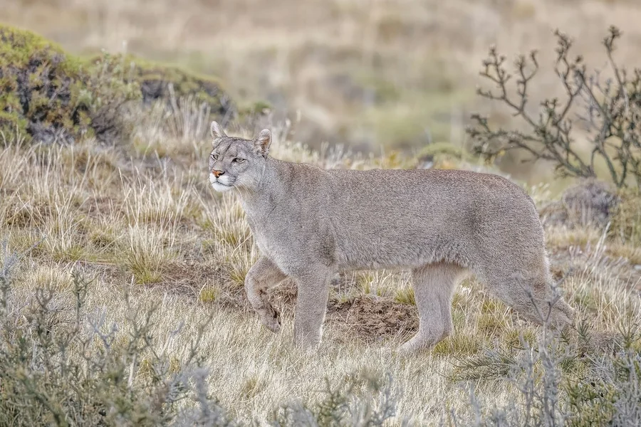 Tawny cougar with long black-tipped tail.